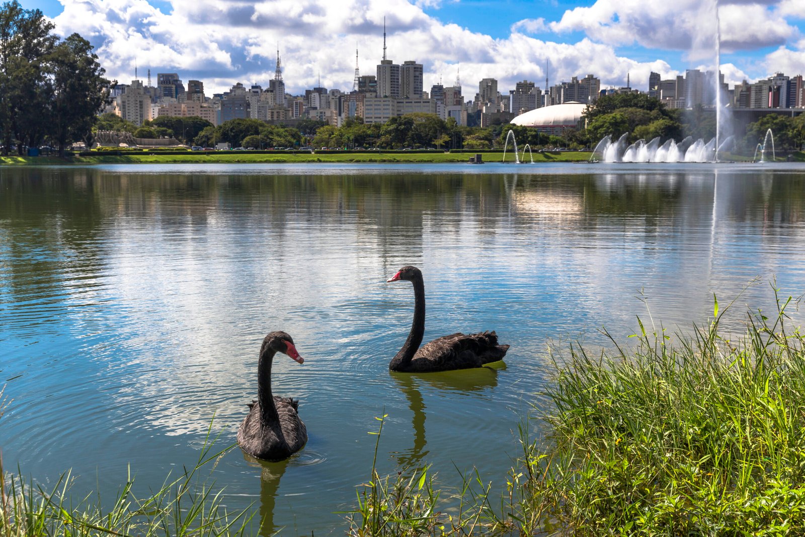 Two black swans swimming on lake in Ibirapuera park, Sao Paulo, Brazil